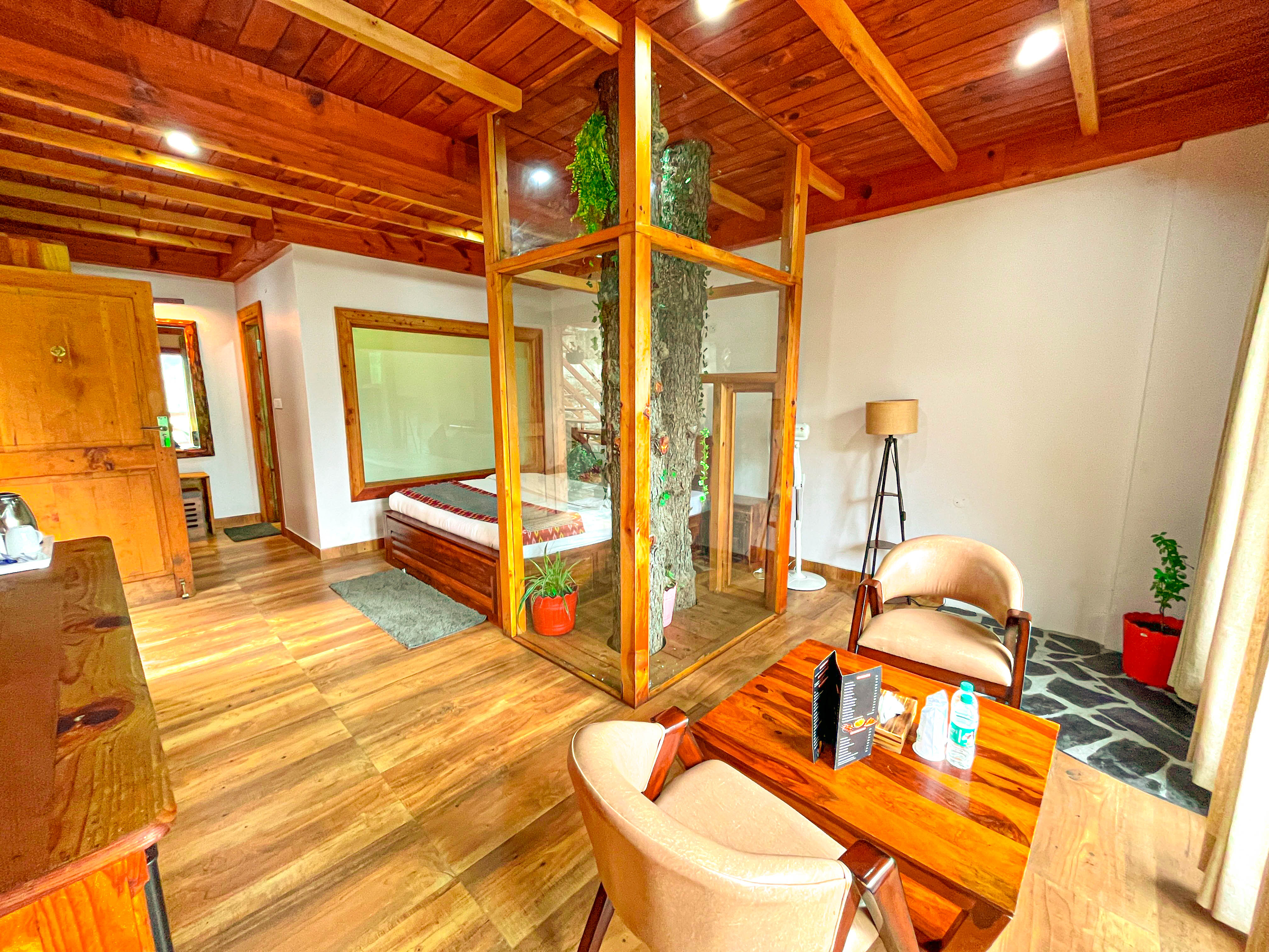 Cedar trees in sunlight